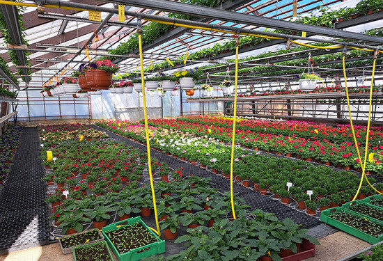 40-jährige Ära geht zu Ende - mit unseren Zelten in der Gärtnerei